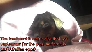 Rescued puppy needs snuggles after stinky dip