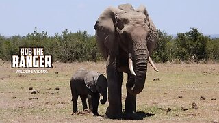 Elephants with Young Calf | Ol Pejeta | Zebra Plains On Tour