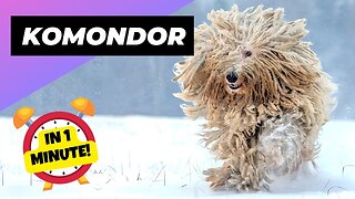 Komondor - In 1 Minute! 🐶 The Mop-like Dog | 1 Minute Animals