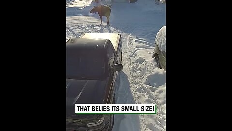 Small Dog Stands Up to Massive Moose #viralclips #viralvideos