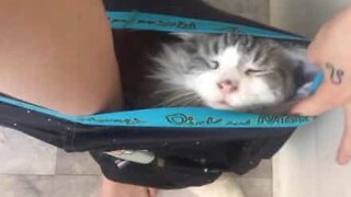 Cat invades owner's underwear while he sits on the toilet