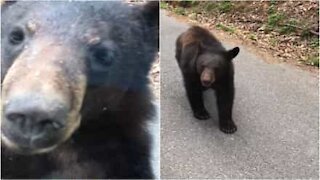 Orso curioso vuole perquisire l'auto