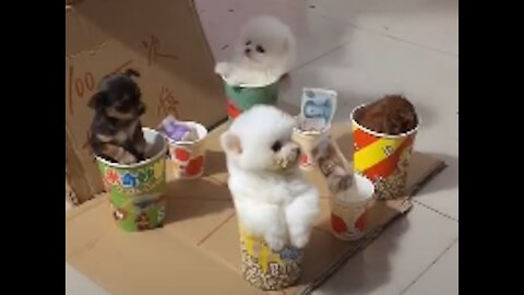 Cute Puppies Doing Funny