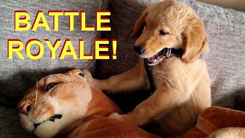 BATTLE ROYALE! Puppy Fights to the Death With Big Daddy the Lion!