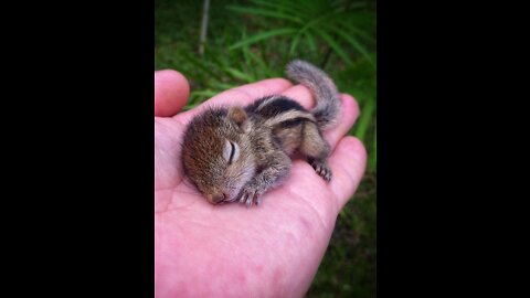 Cutest chipmunks Eating out of hand
