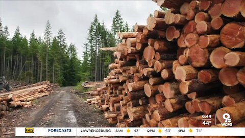 Insane lumber prices hurting homeowners