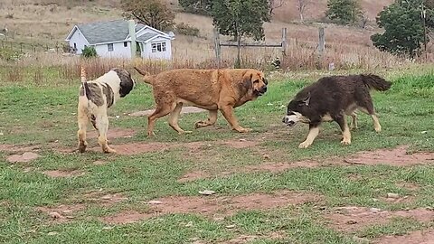 aboriginal Tibetan Mastiff vs Spanish Mastiff vs Pyrenean Mastiff