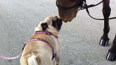 Horse instantly befriends pug by licking her face