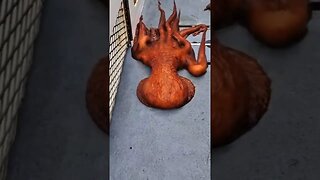 GIANT Pacific Octopus caught in California #nature