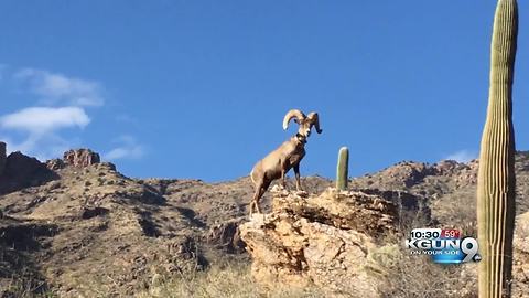 Bighorn sheep spotted in Tucson neighborhood