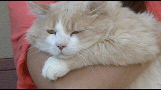 Pet of the week: Beefcake the 4-year-old cat