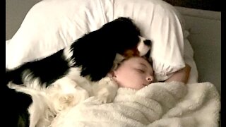 Puppy Preciously Falls Asleep On Little Girl's Head