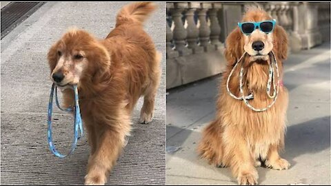 This dog taking himself for a walk will take your Monday blues ...