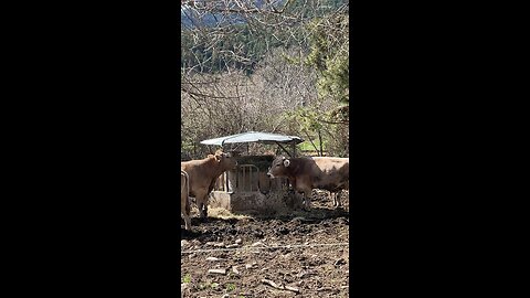 Animals. Cows in Spain