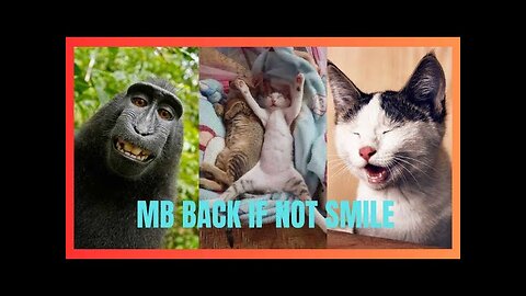 Funny Cats and Dogs Compilation Funniest Cats and Dogs comedy
