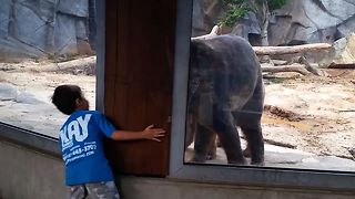 Boy Plays Peek A Boo With Bear At The Zoo