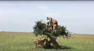 Quantas leoas cabem numa árvore?