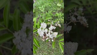 Elderberry!!! #familyfarm #blessed #nature #farmlife #homesteading #elderberry