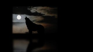 Werewolf Quiz : Immortal Wolves
