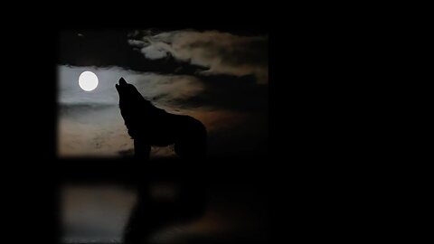 Werewolf Quiz : Immortal Wolves