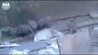 Baby foxes 🦊 living in our garden