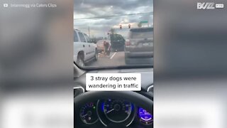 Une femme vole au secours de trois chiens sur l'autoroute