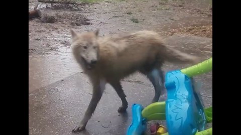 Wolfdog hilariously playing in the rain!