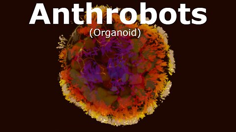 Anthrobots - organoid