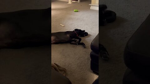 Cute puppy plays with toy tire