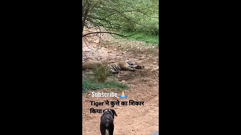 tiger fight dog