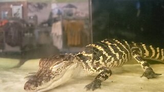 Aligator eyeballing Me!!