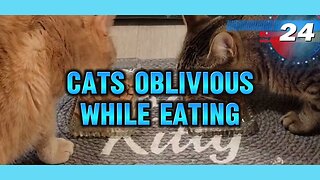 Cats Oblivious While Eating #cats