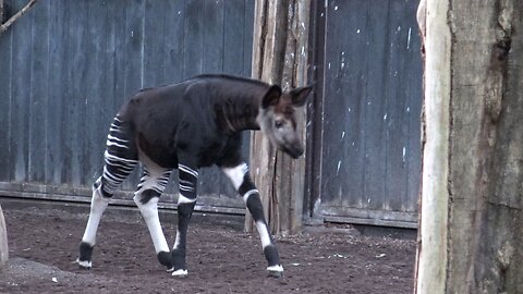 Blijdorp Okapi Mhina geboren op 26 -11 -2019