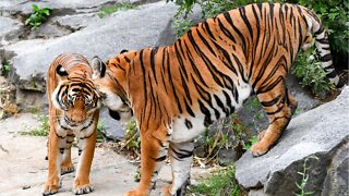'Feds Shut Down The 'Tiger King' Zoo