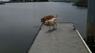 15 Adorable Dock Dogs