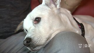 Man believes jerky treats almost killed his dog