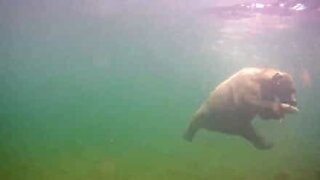 Il video subacqueo di un orso che pesca