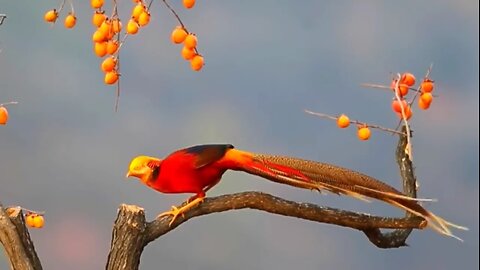 Beautiful wild birds🐦