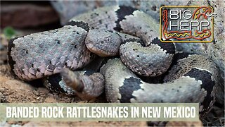 Road Trip To New Mexico For Banded Rock Rattlesnakes