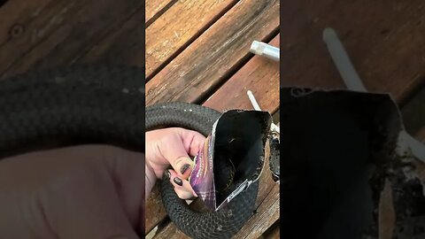 Watch Venomous snake rescued from energy drink can #shorts #weirdnews #bizarrenews