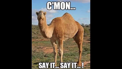 You Don't Say? ITS HUMP DAY! 5/19/21