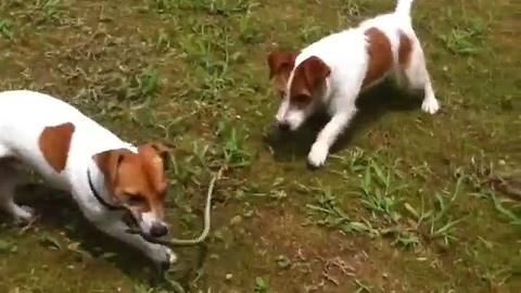 Brave Jack Russell brothers are not afraid of snakes