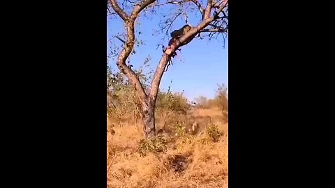 Bibtya Leopard Vs Lion And Wolf Fighting In Jungle Angry Animal