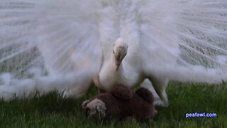 Peacocks Rattling Mating Call, Peacock Minute, peafowl.com