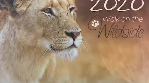 SOUTH AFRICA - Durban - 2020 Wildlife Calendar Launch (Video) (iPE)