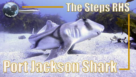 Port Jackson Shark | Scuba Diving at The Steps RHS | July 2021