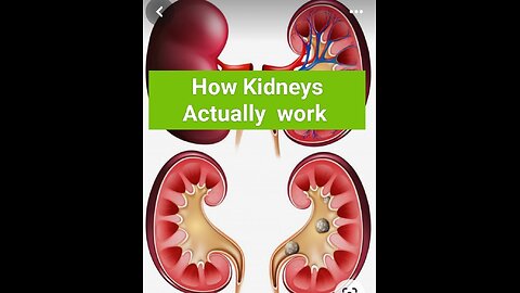 How Kidneys Actually work in Body
