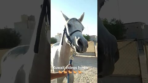 #horse #shortfeed #shortfilm #kuwaitcity #shortvideo #kuwaitnews #viralvideos #song #viralshort