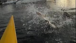 Sea lion shows off catch