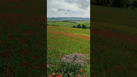 Tuscany poppy fields